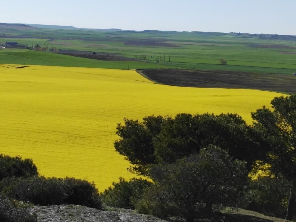 La Aldea Colorada Casa Rural Mota del Marqués Eksteriør billede
